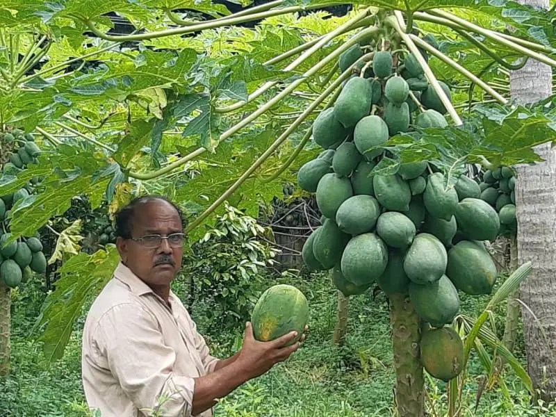 Meet the Kerala farmer who Earns 7 Lakhs per year from I acre of Red