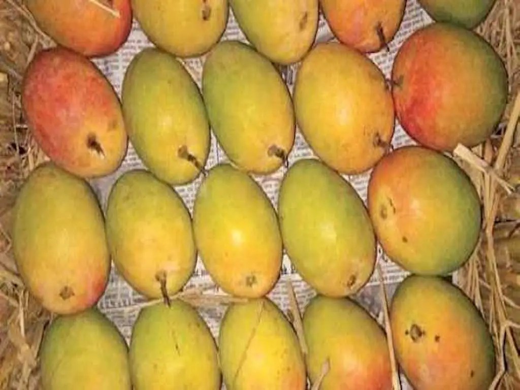 Make your summer healthy and sweet with the king of mangoes Alphonso