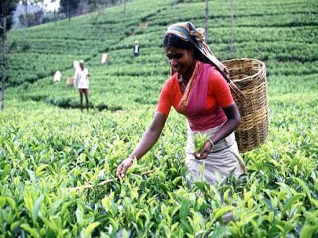 Tea Board distributes Rs. 1.10 crore to eligible growers and