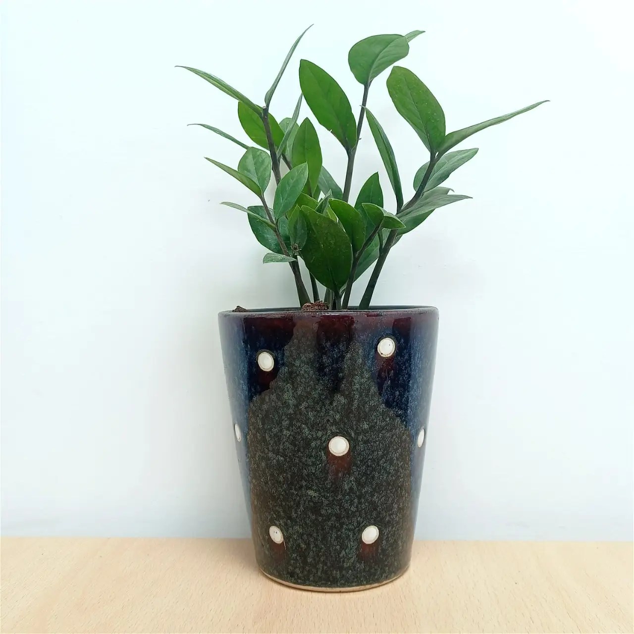 ZZ Plant, Buy ZZ Plant Online Krishi Jagran Store