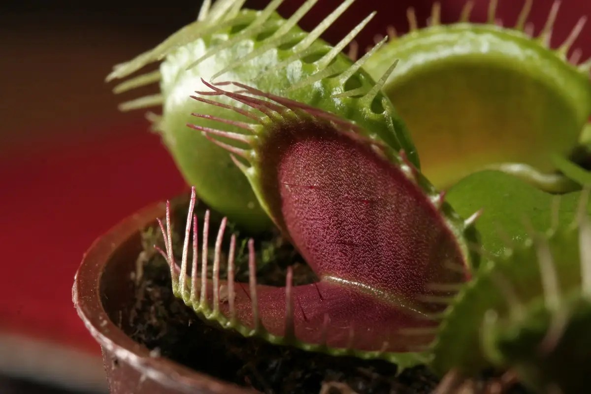 How to Plant, Care, And Grow Venus Flytrap?