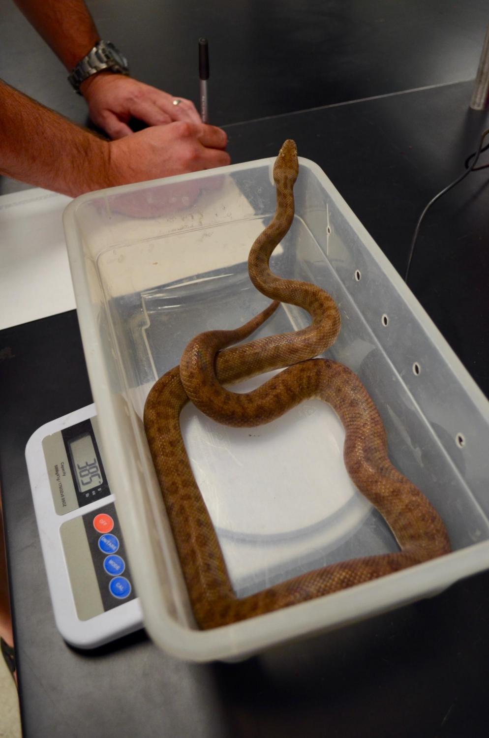 Pregnant Pythons Can Tap Muscle As Internal Water Source KJZZ
