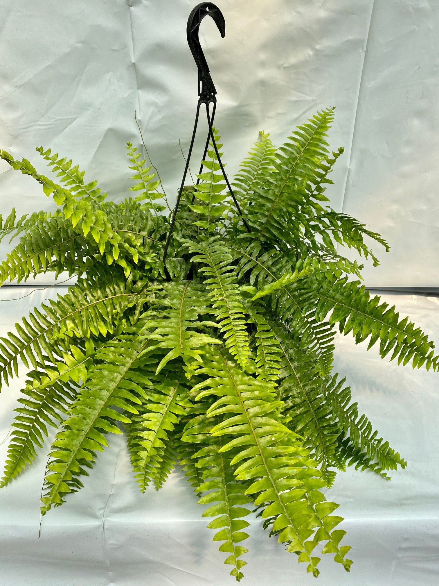 10″ Boston Fern Basket