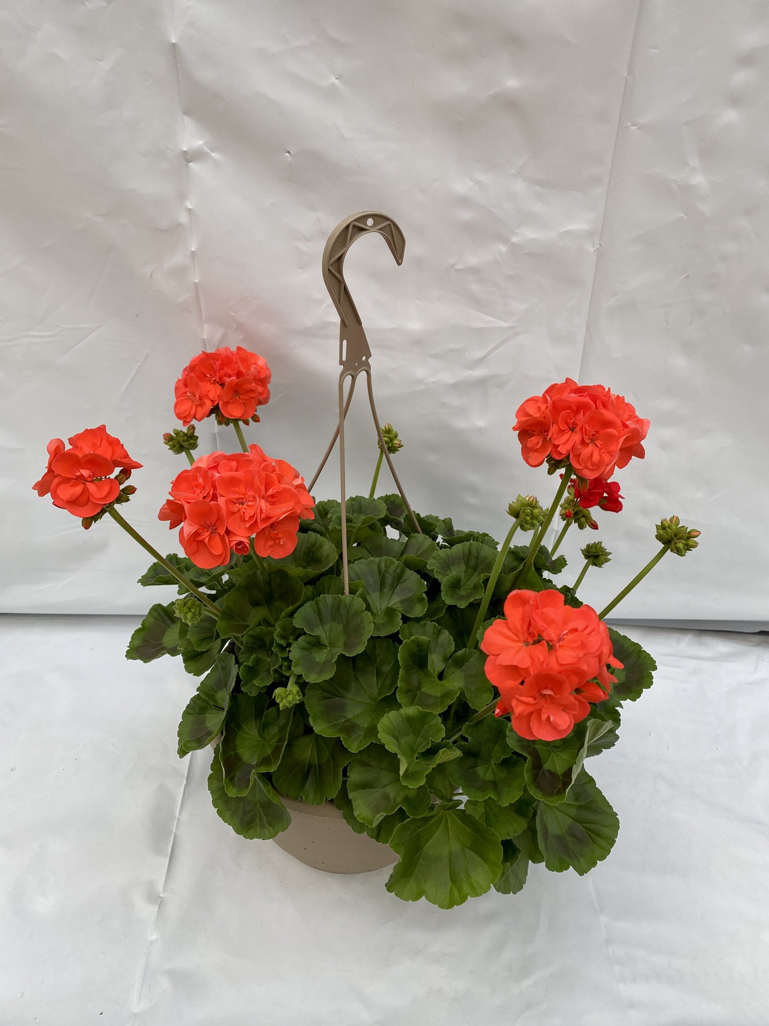 12″ Geranium Hanging Basket