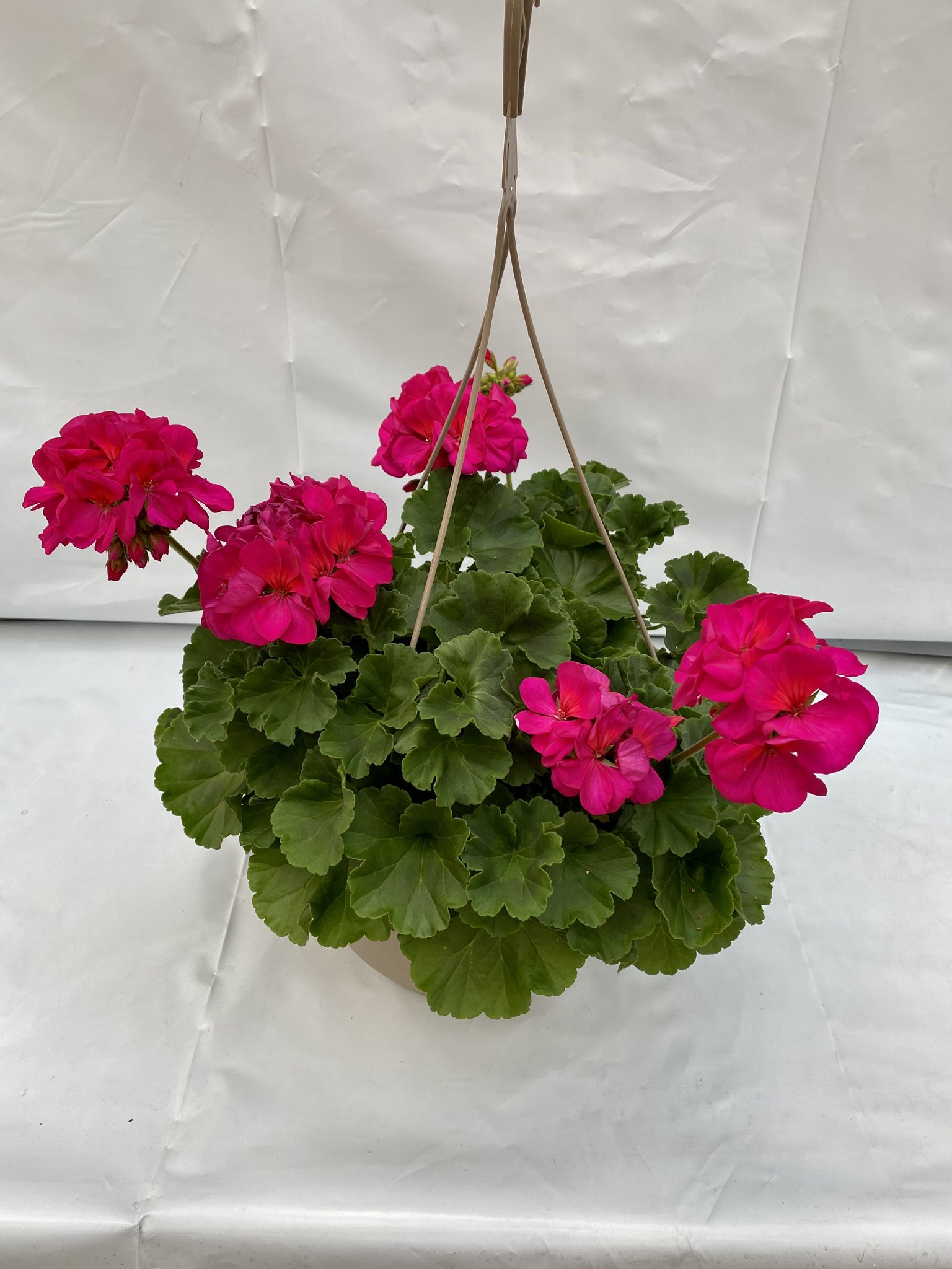 12″ Geranium Hanging Basket