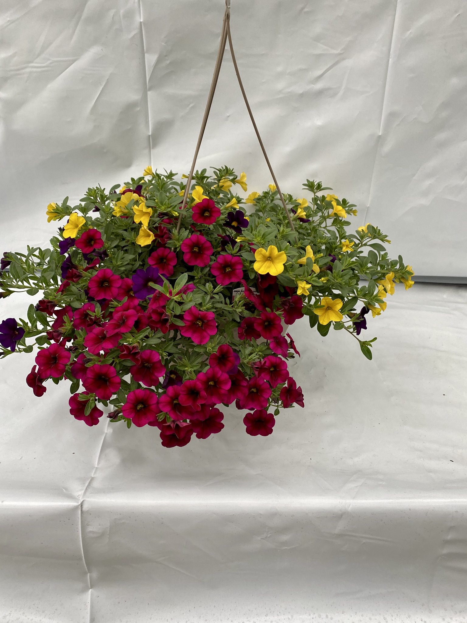 12″ Calibrachoa (Million Bells) Hanging Basket