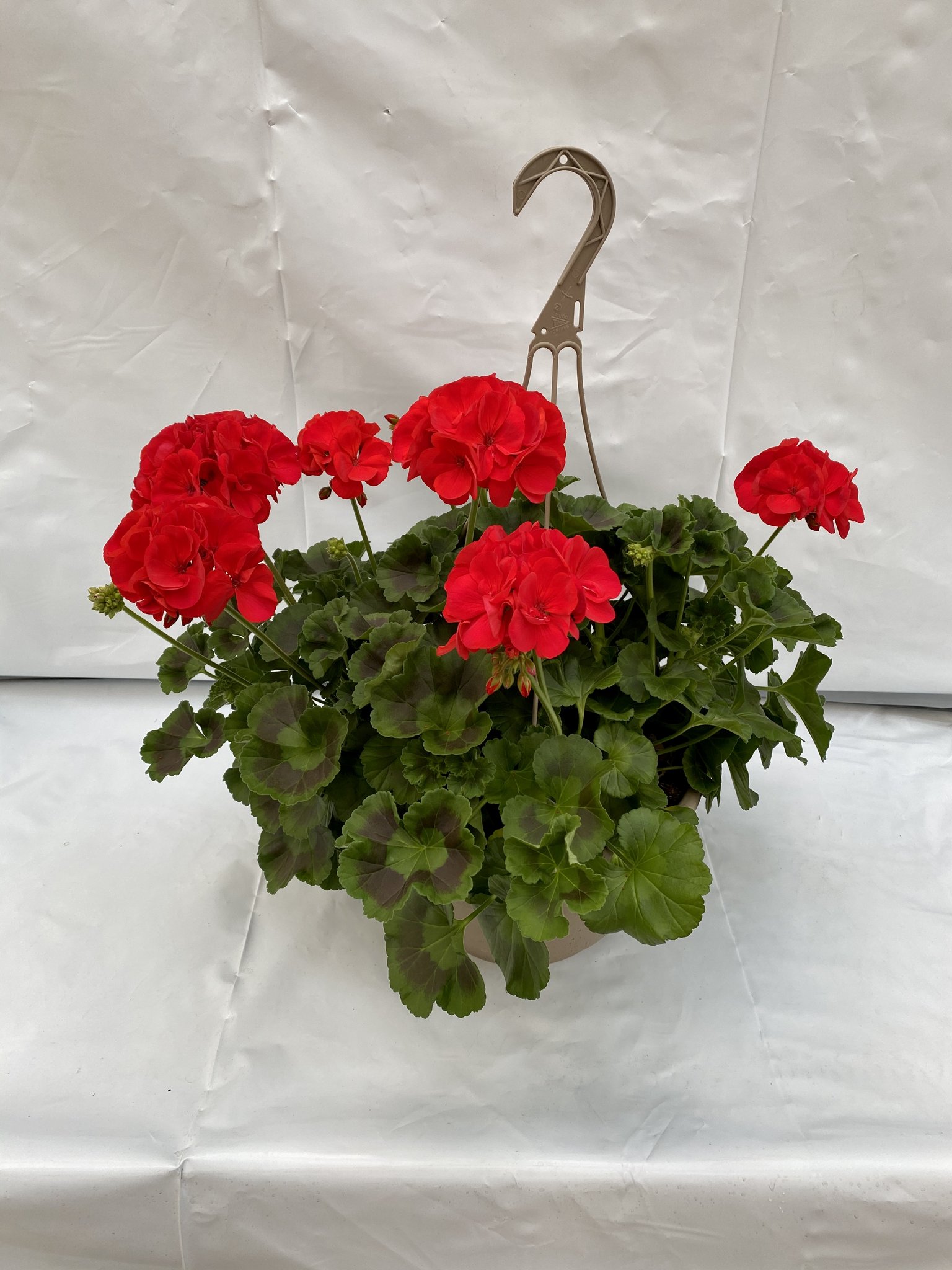 12″ Geranium Hanging Basket