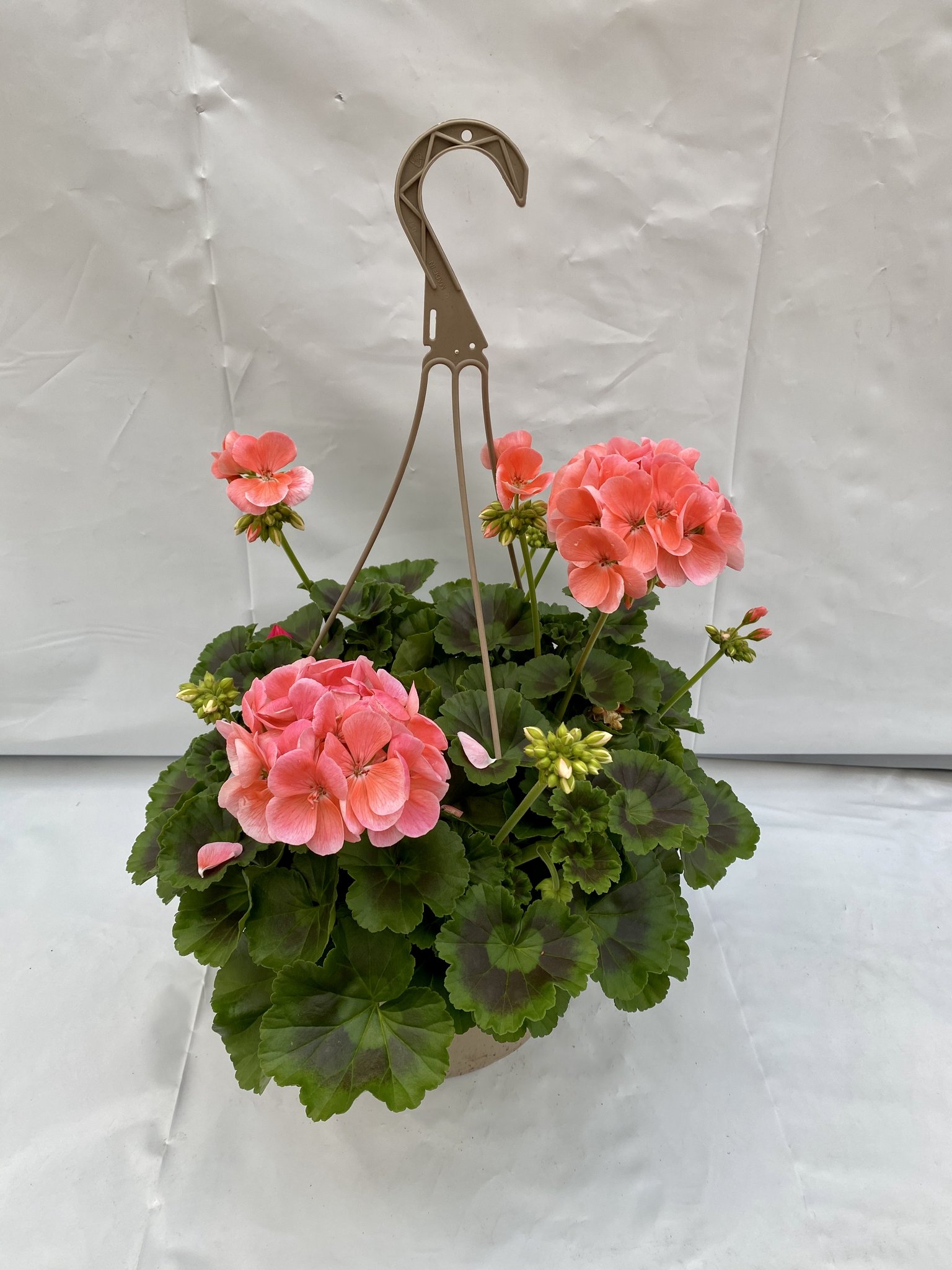 12″ Geranium Hanging Basket