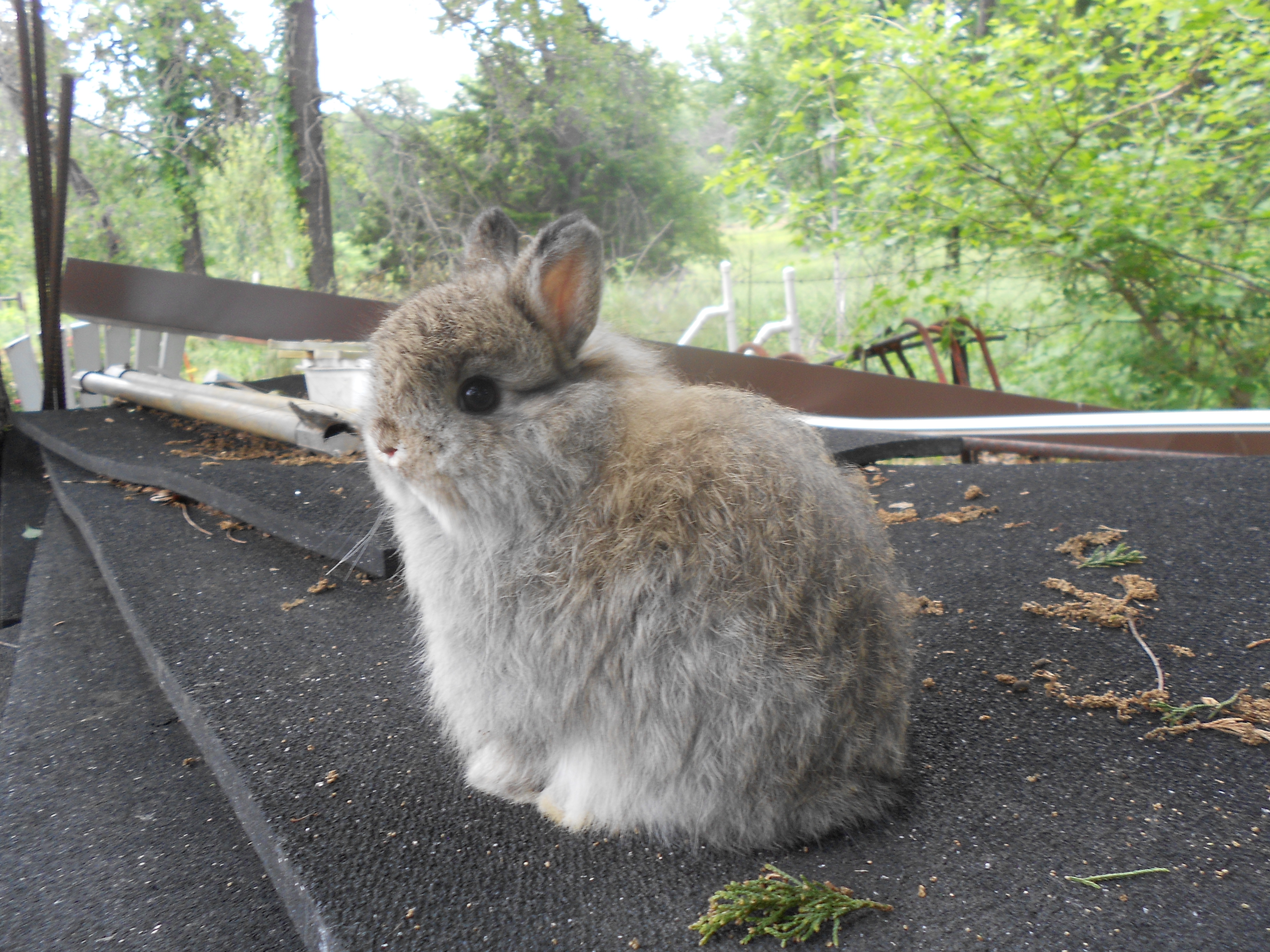 KK Rabbitry Rabbits For Sale in Oklahoma