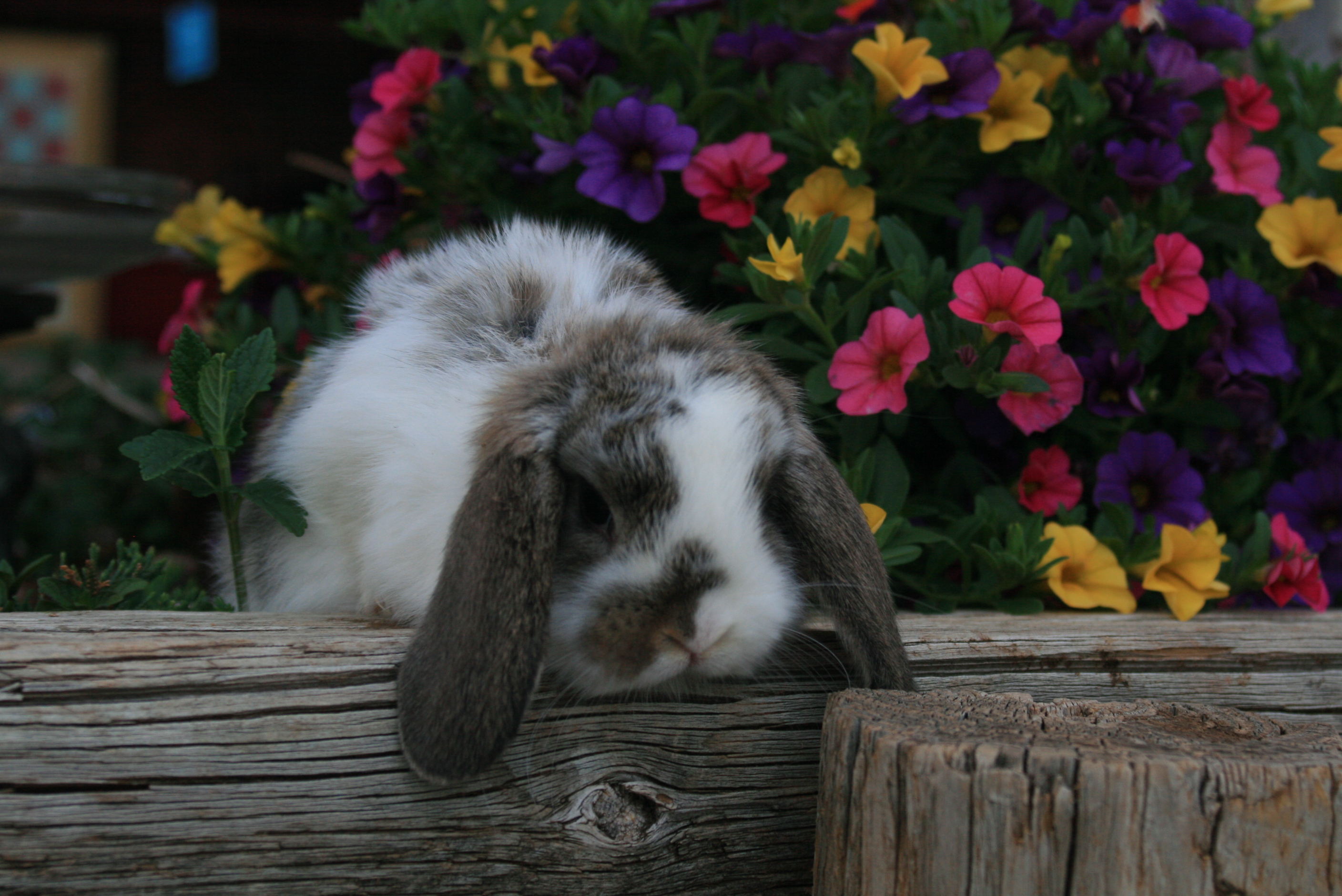 Rabbits for sale in Oklahoma! At KK Rabbitry