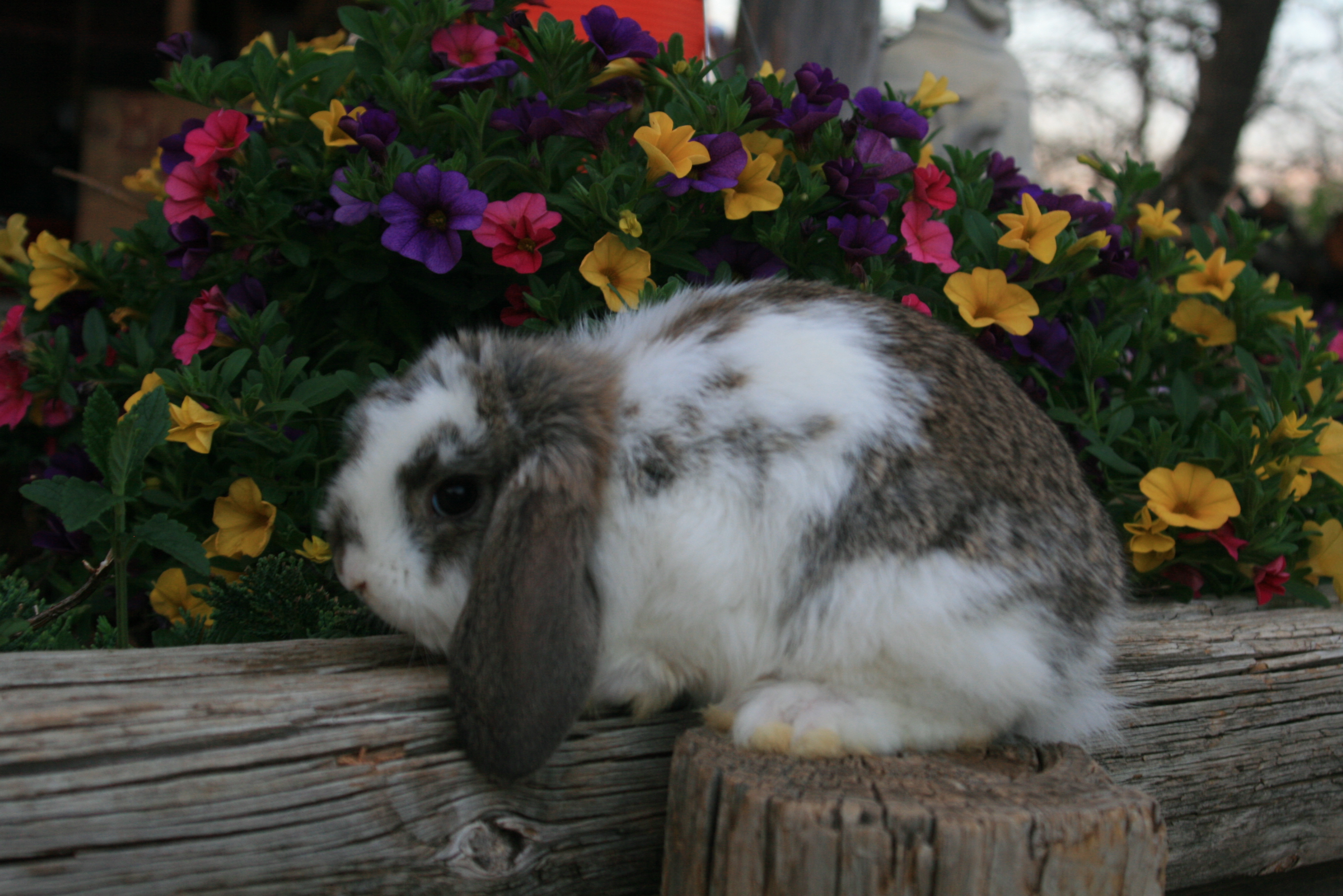 Rabbits for sale in Oklahoma! At KK Rabbitry