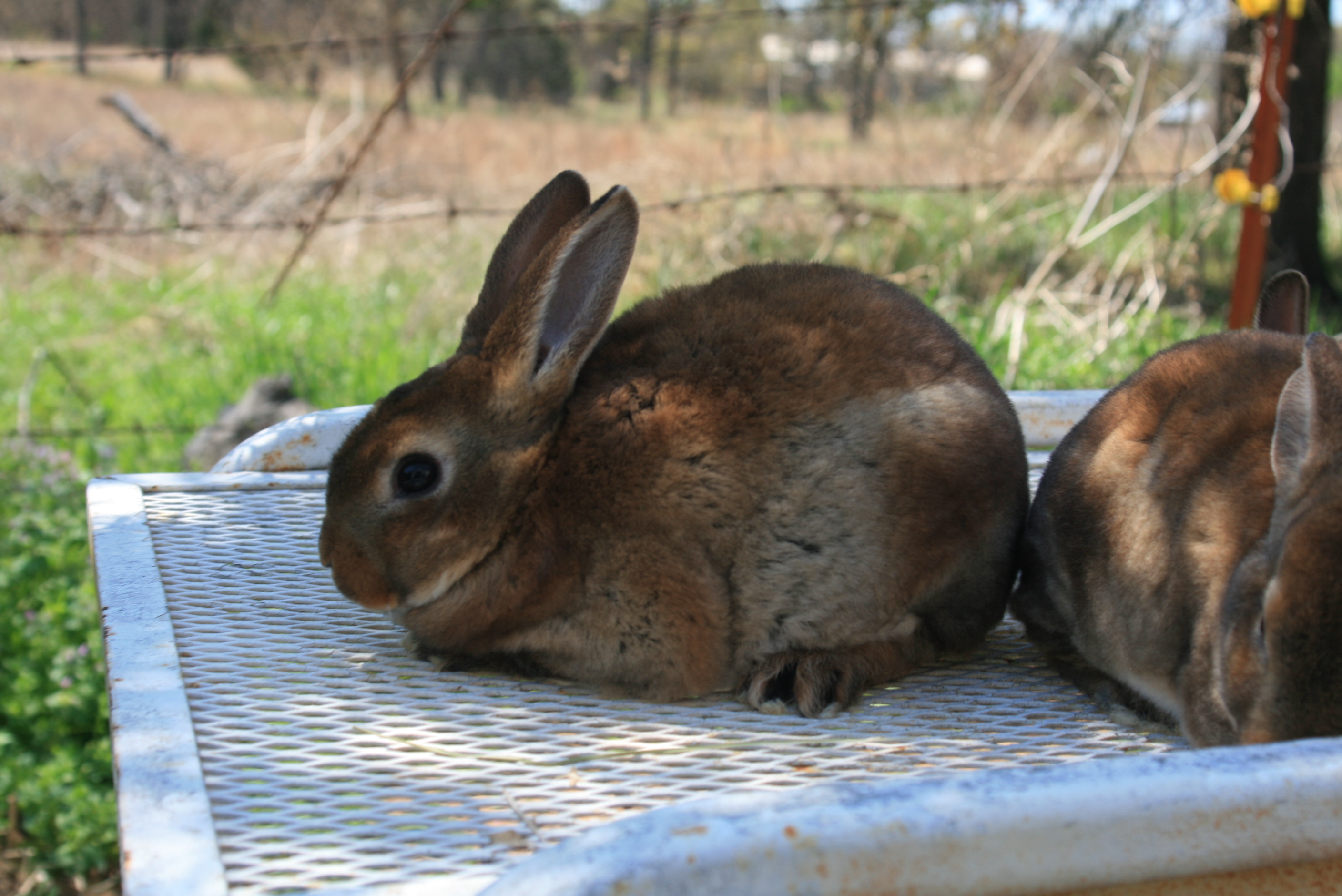 Rabbits for sale in Oklahoma! At KK Rabbitry