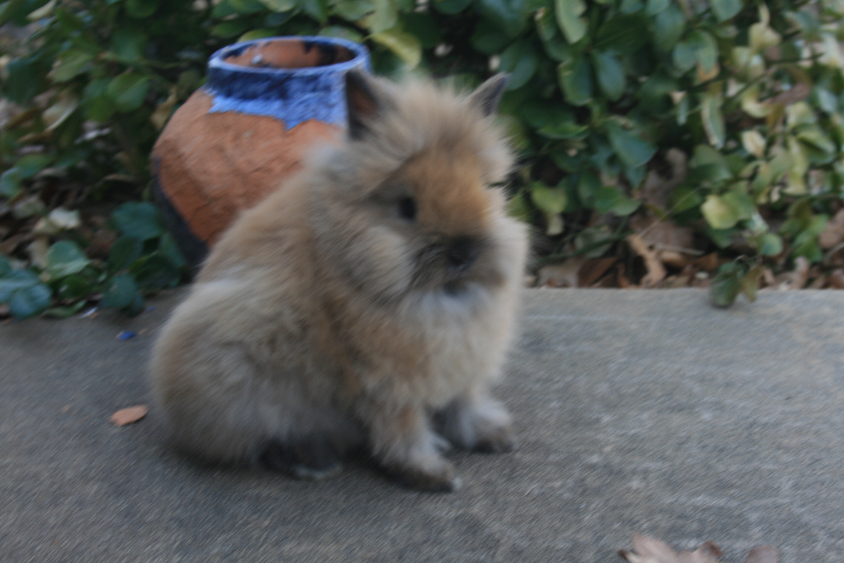Rabbits for sale in Oklahoma! At KK Rabbitry