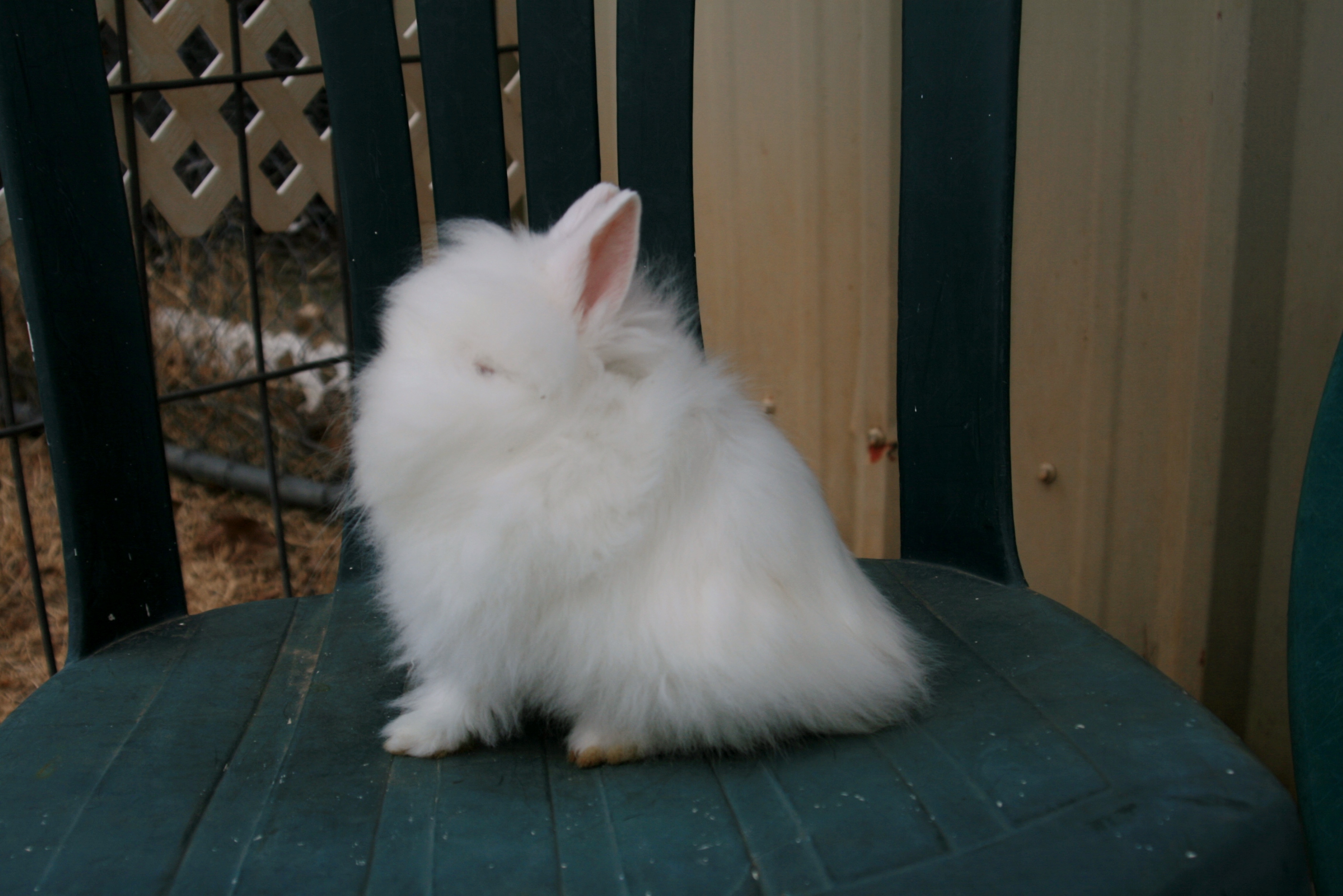 Rabbits for sale in Oklahoma! At KK Rabbitry