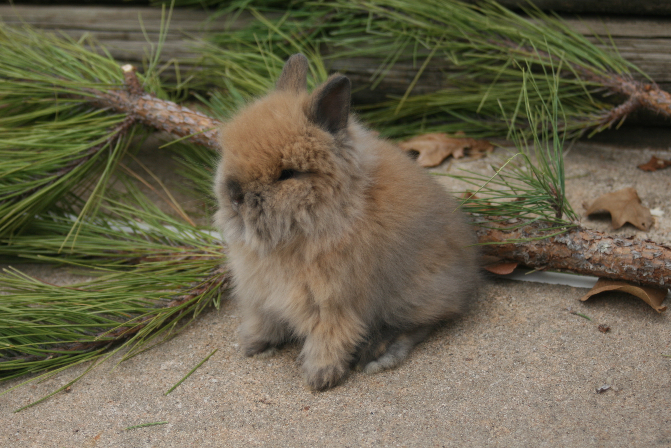 Rabbits for sale in Oklahoma! At KK Rabbitry
