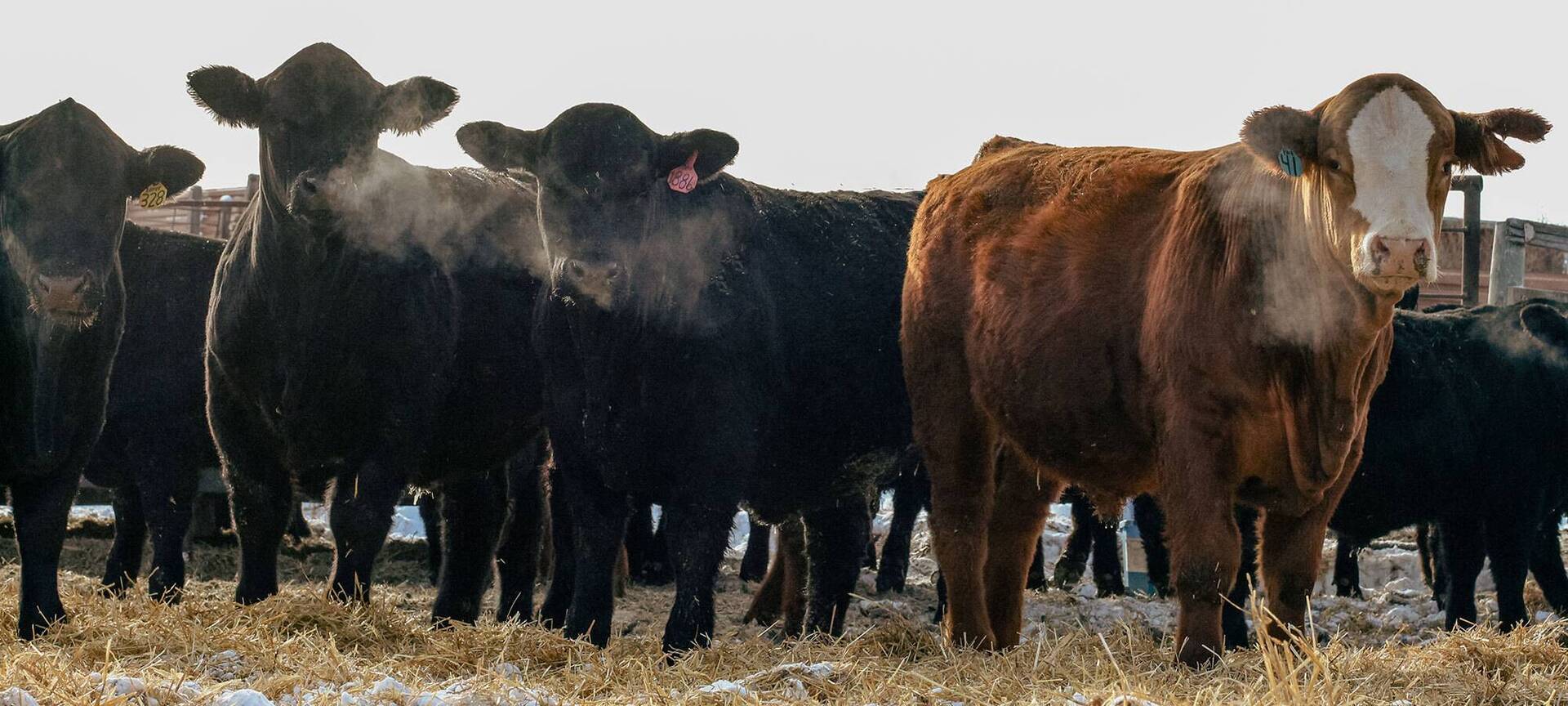 Home Klain Simmental Ranch North Dakota Simmental Cattle