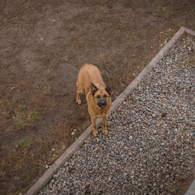Klassic Kennels Boarding