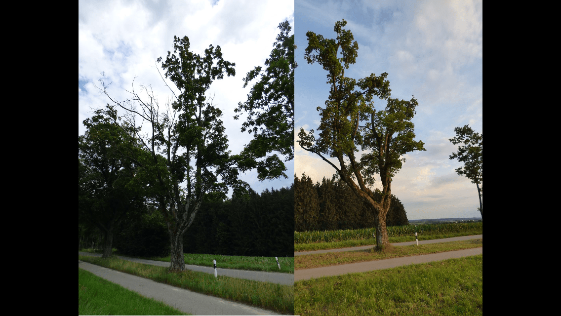 klettermax.bayern Baumpflege Hochseilgarten Baumklettern Arborist