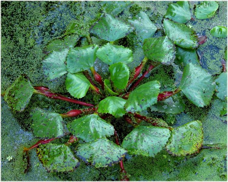 Водяной орех описание растения чилим, его полезные свойства и