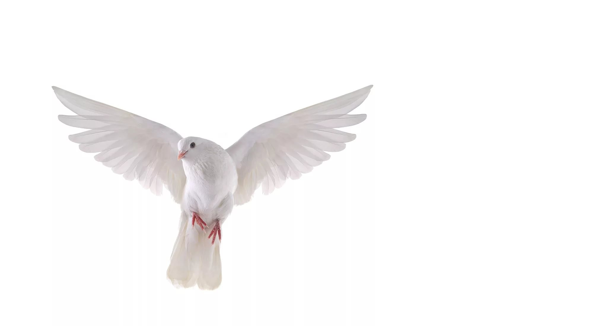 White pigeon spiritual meaning