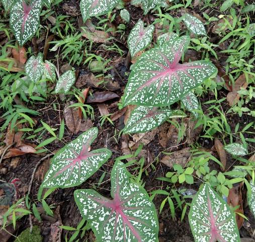 Nama Bunga Keladi / Maybe you would like to learn more about one of these?