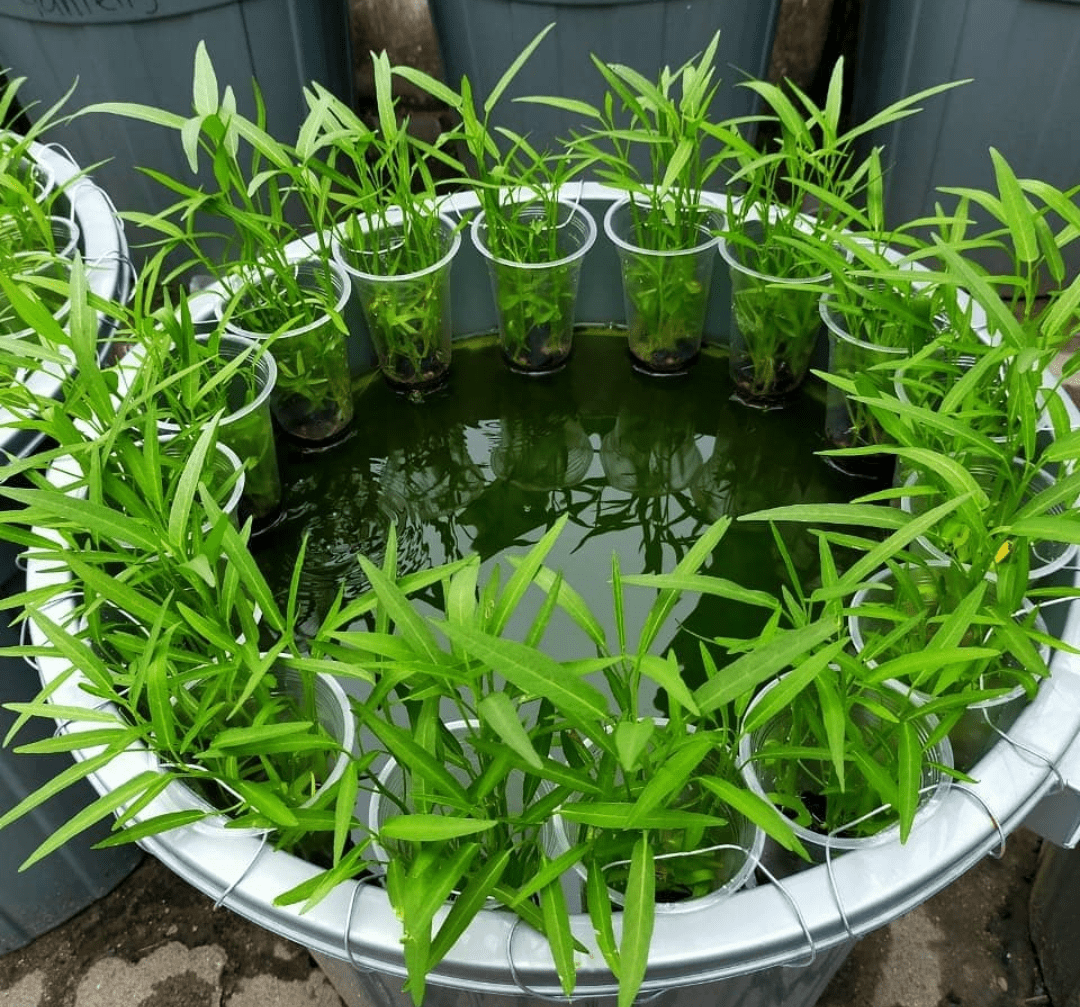 Asiknya Bertani dan Beternak dari Rumah » Klik Terus