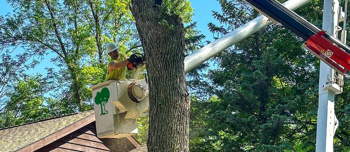 Klimek's Tree Service Tree Removal Alexandria, MN