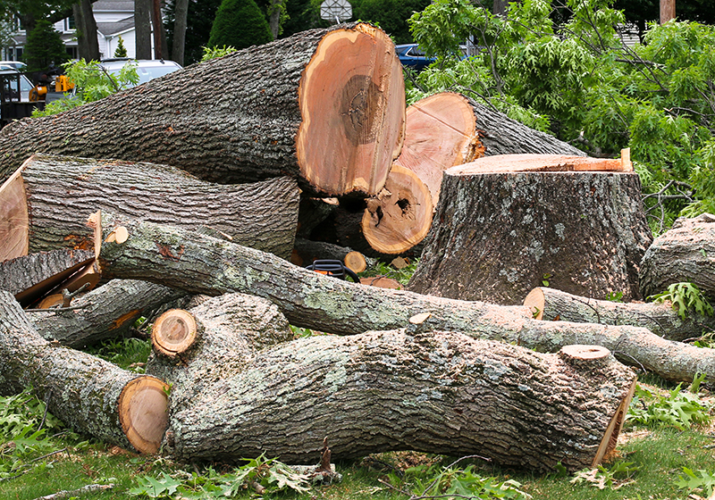 Tree Services Klimek's Tree Service Alexandria, MN