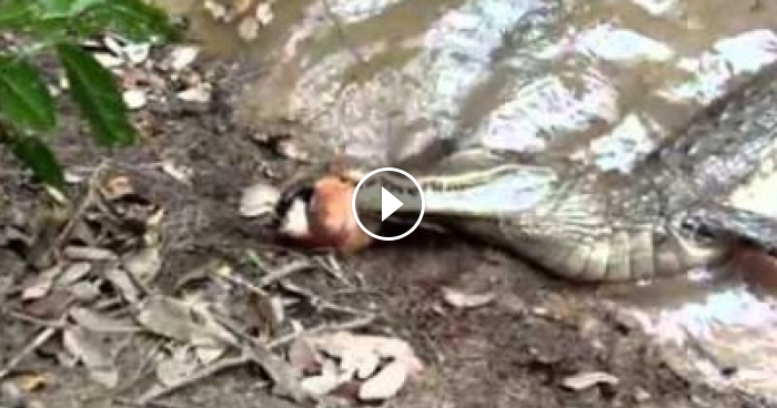 Alligator Gets Killed By Electric Eel At Amazon