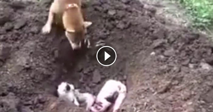 Video Of A Dog Burying Its Dead Friend Will Break Your Heart