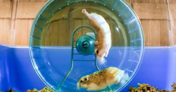 Did You Know Hamsters Can Run So Fast?