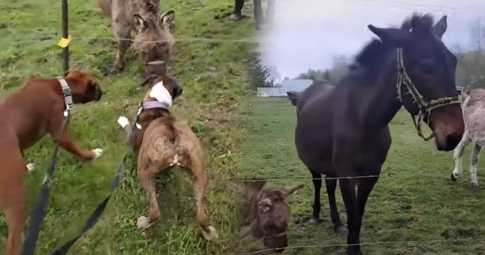 Dog Gets Shocked By Electric Fence, Donkey Starts To Laugh