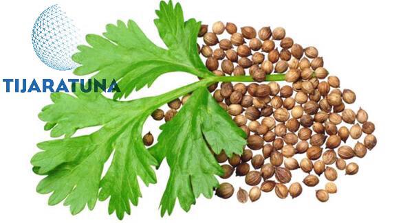 تجارة الكزبرة وانواع الكزبرة