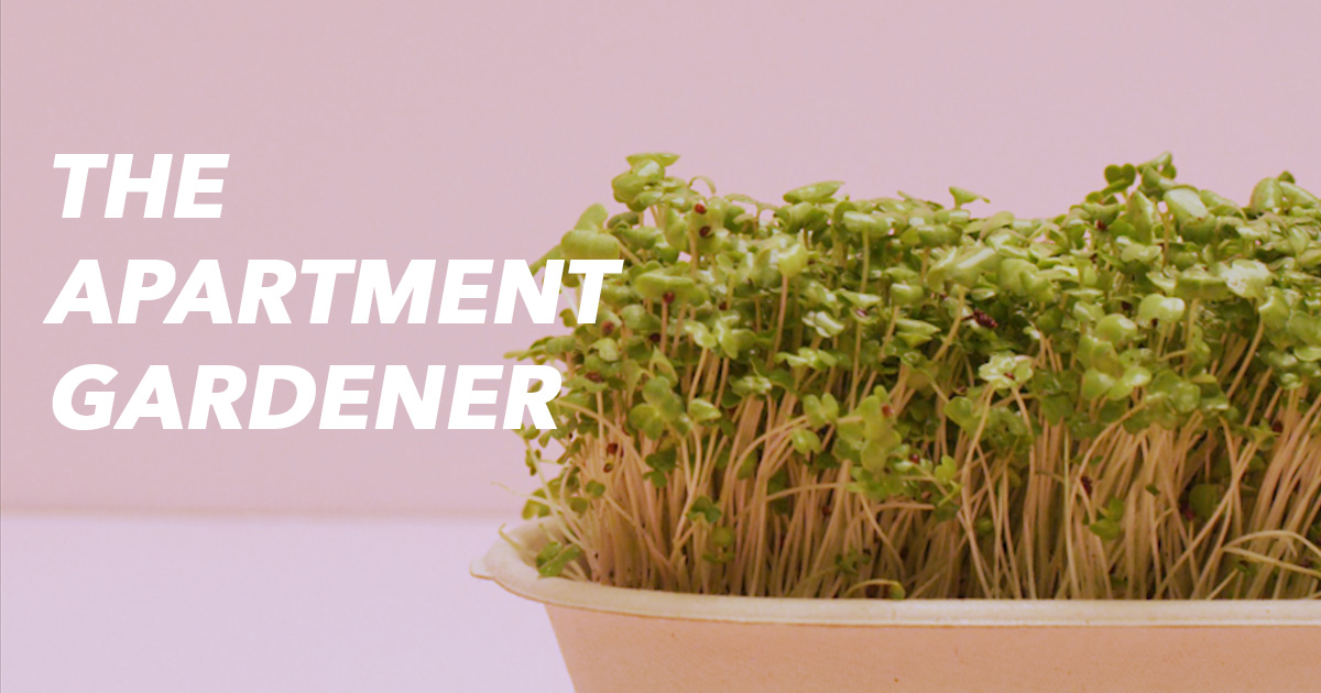 The Apartment Gardener Plants Microgreens