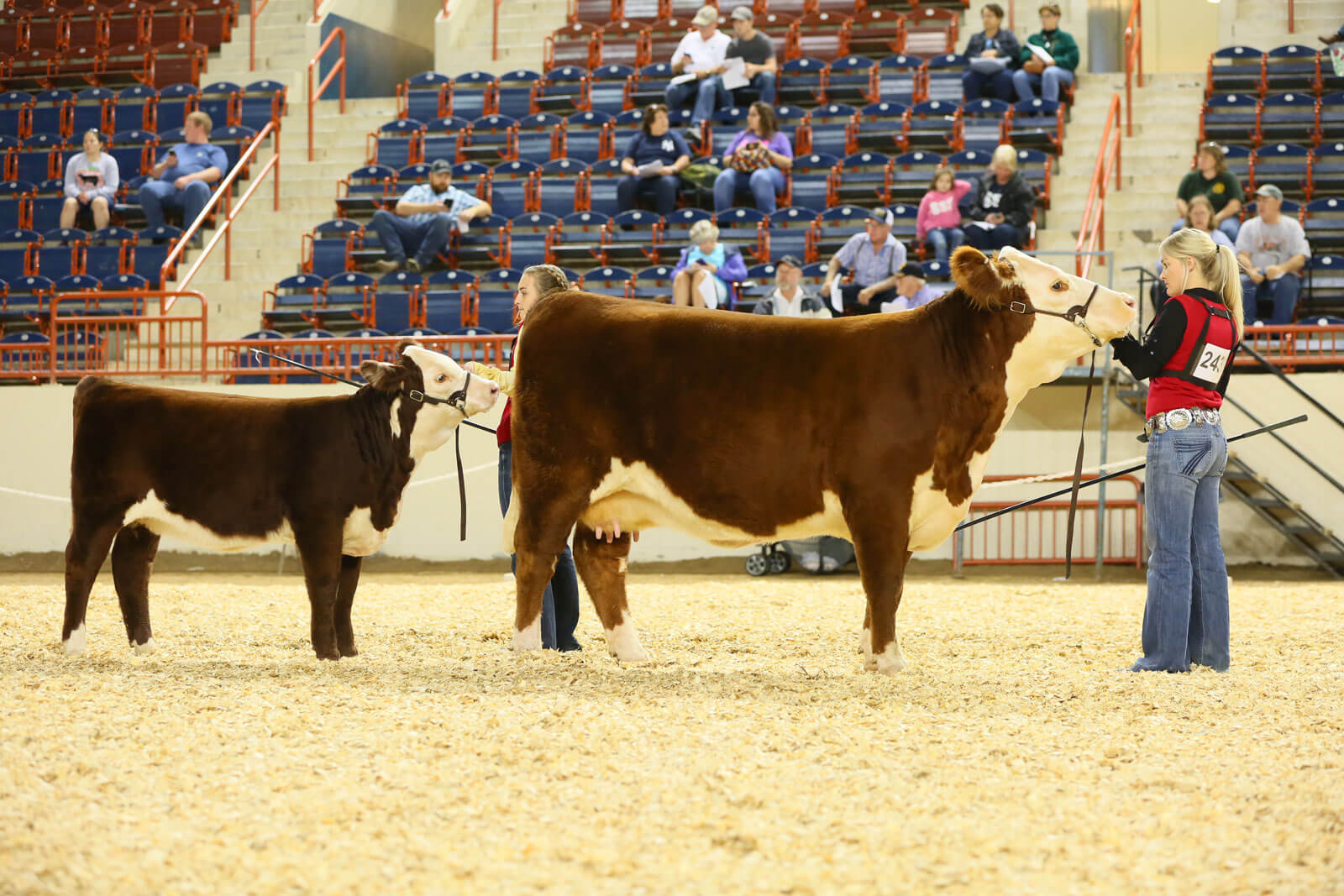 Home KL Lemmon Cattle Company Hereford and Angus in Maryland