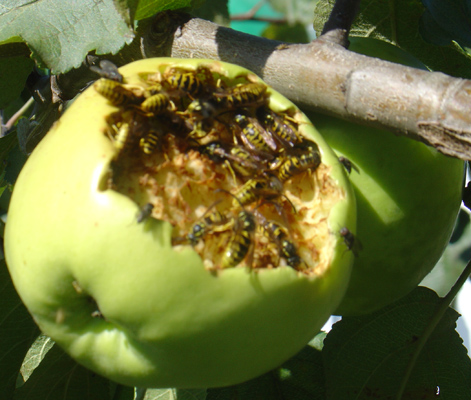 De Algemene Structuur Van De Bij En De Beschrijving Van Individuele Delen Van Zijn Lichaam Stekende Insecten Bijen En Wespen