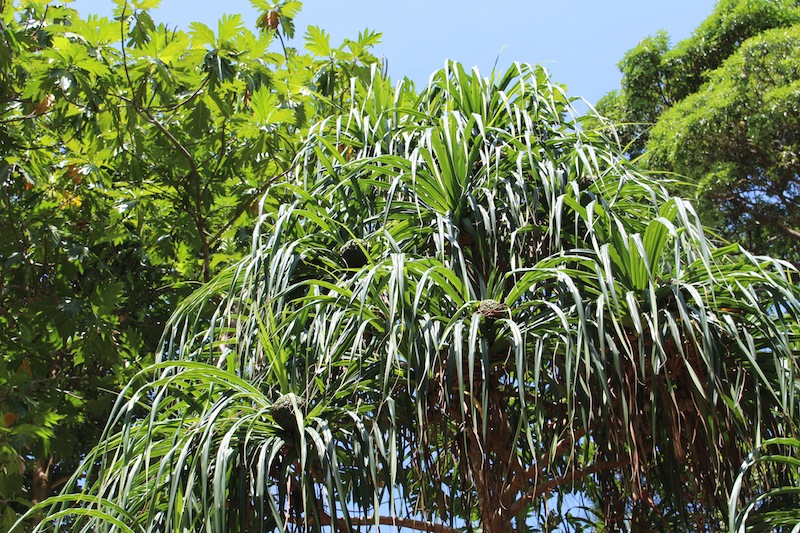 pandanus