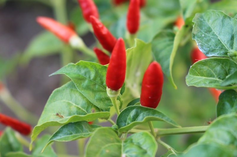 Piments rouges