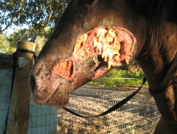 Horse Bitten by Poisonous Snake (28 photos)