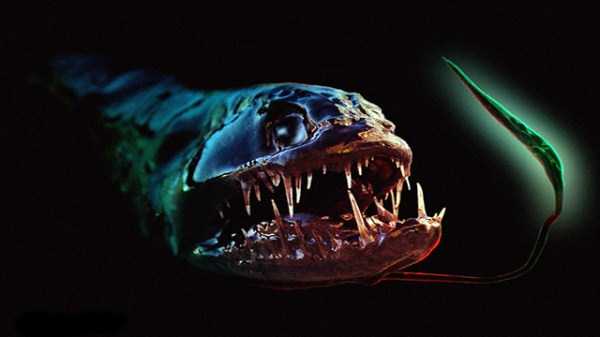 These Creatures Will Make You Stay Away From the Ocean
