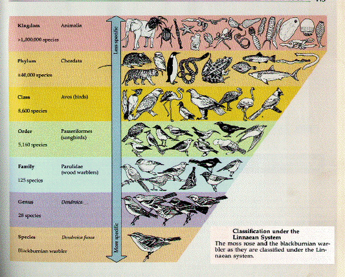 Classification Biology Mrs.