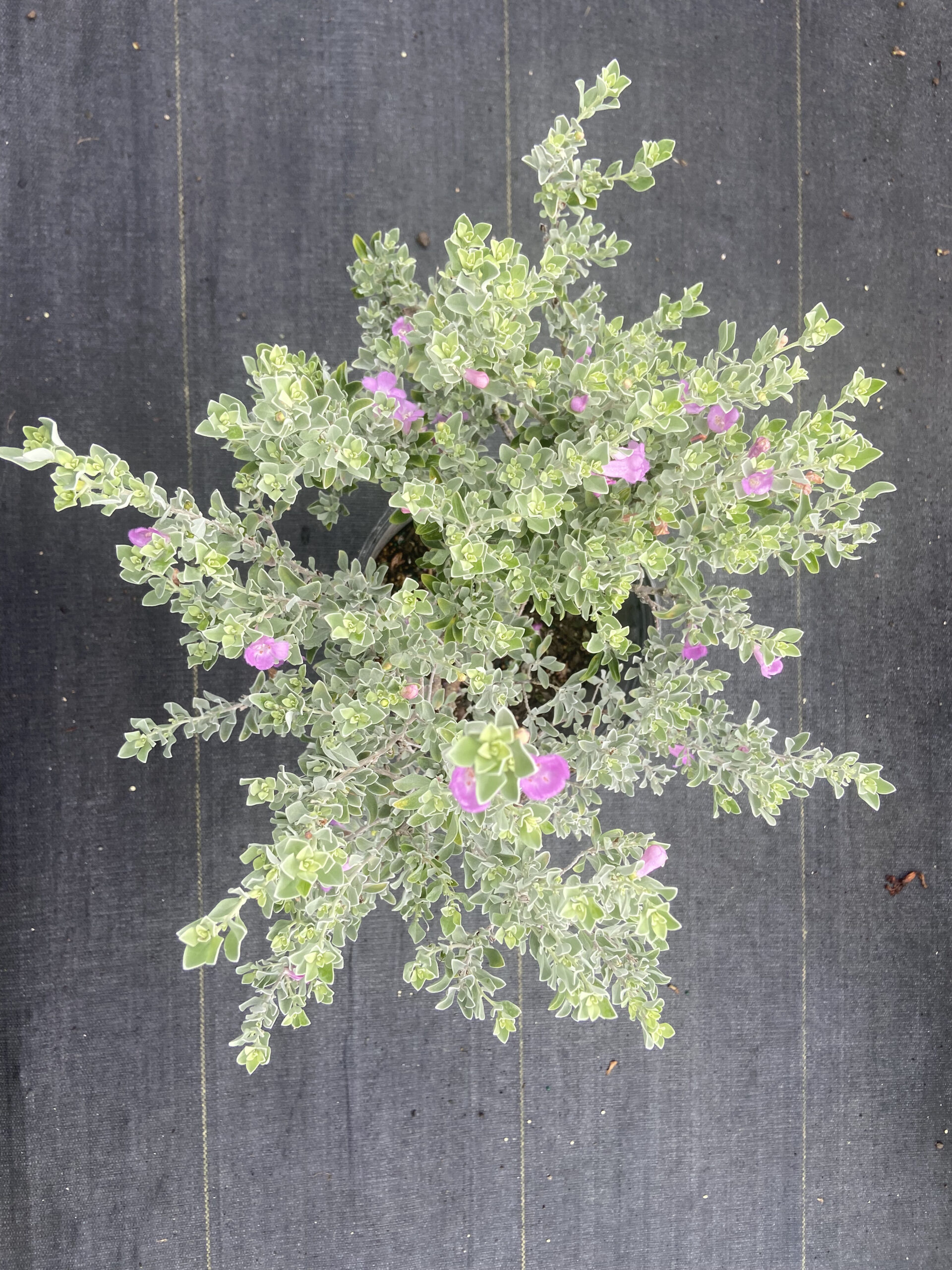 Texas Sage KM Services