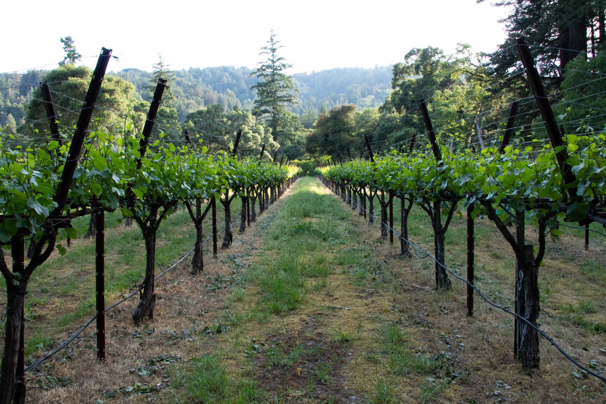 Our Story Kings Mountain Vineyards