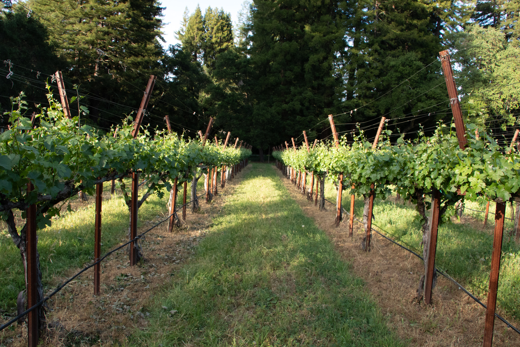 Our Story Kings Mountain Vineyards