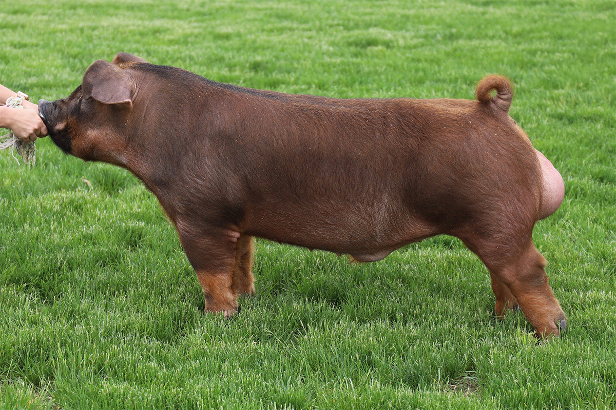 Knauth + Olson Boar Stud