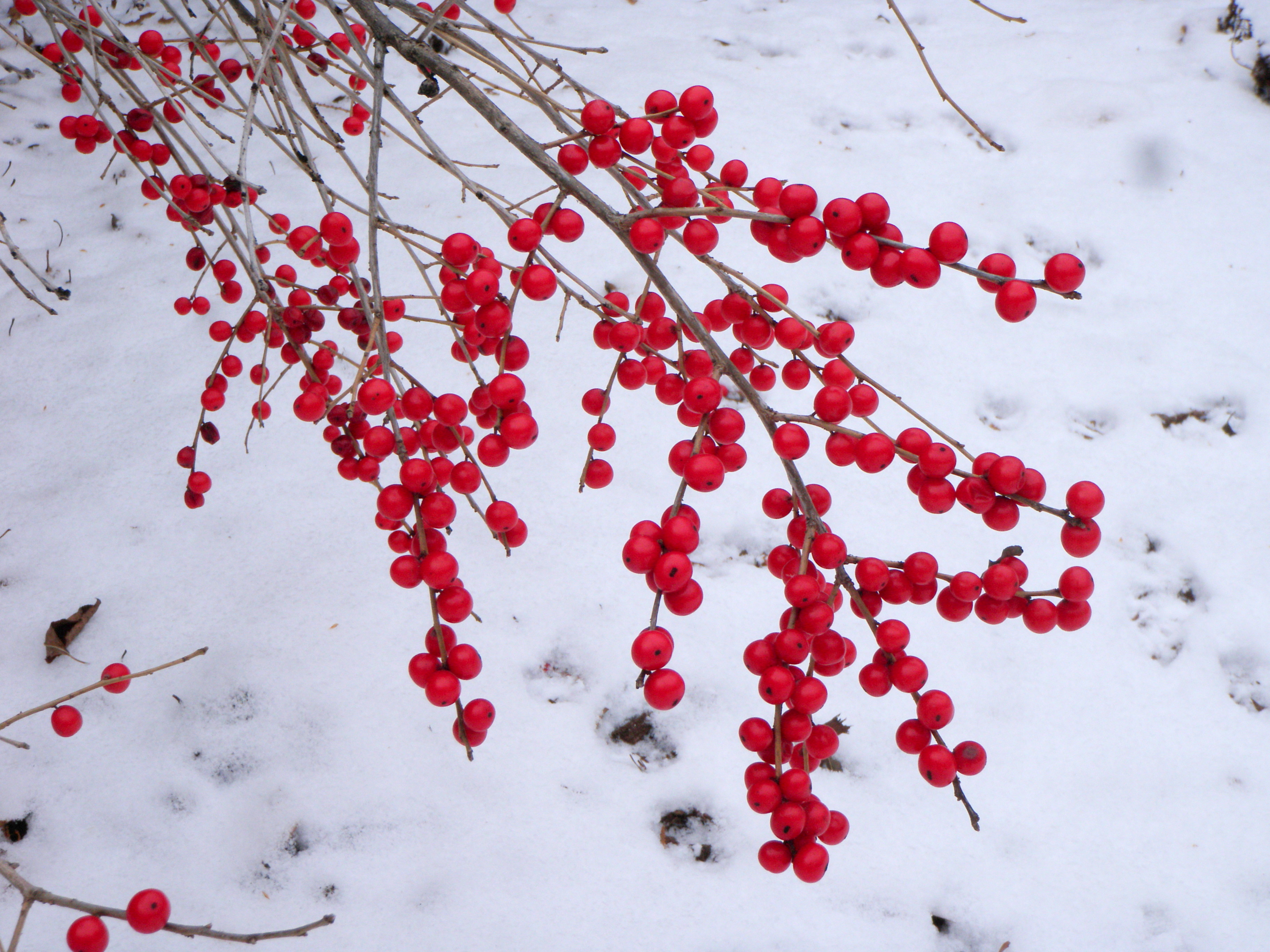 Winterberry Knecht's Nurseries & Landscaping
