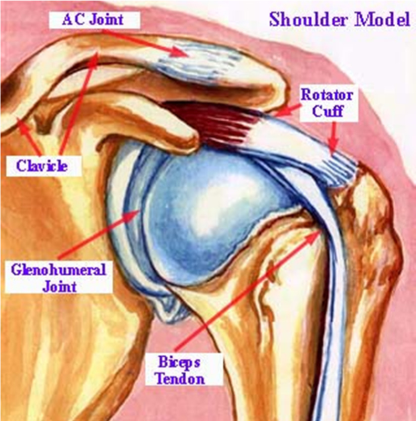 MultiDirectional Instability Brisbane Knee and Shoulder