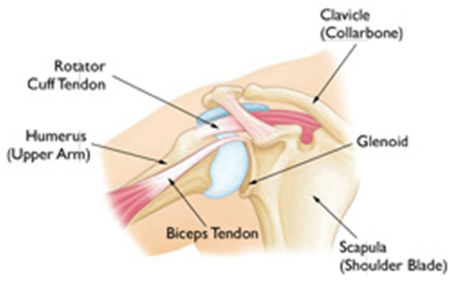 Shoulder Instability Brisbane Knee and Shoulder Clinic Dr MacgroartyBrisbane Knee and