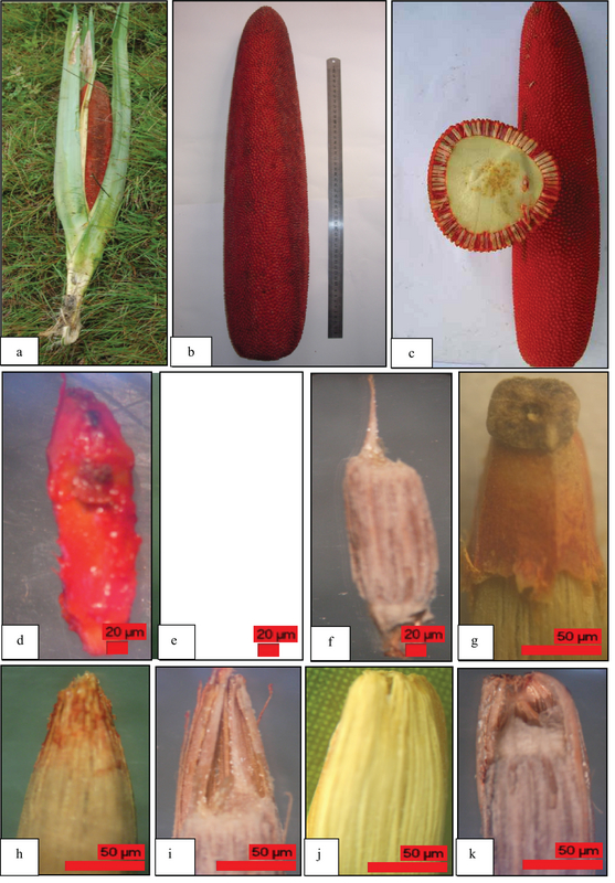 Morphological And Anatomical Structure Of Red Fruit (Pandanus Conoideus
