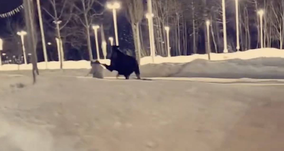 Video Shows Moose Kicking Woman In Head After Charging Her In Alaska
